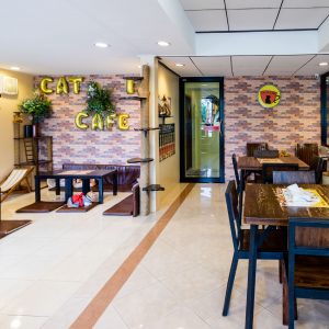 Cat in Cafe แคท อิน คาเฟ่ ฮาลาล เลียบวารี
